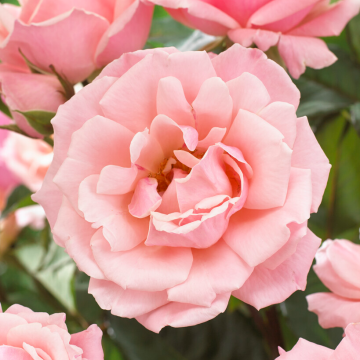 Rose 'Blessings' - Hybrid Tea Rose