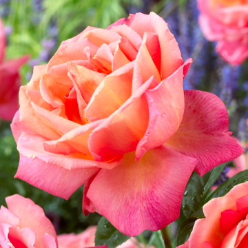 Rose 'Troika' - Hybrid Tea Rose