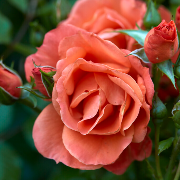 Rose 'Newsflash' - Floribunda Rose