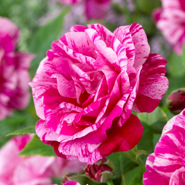 Rose 'Ferdinand Pritchard' - Shrub Rose