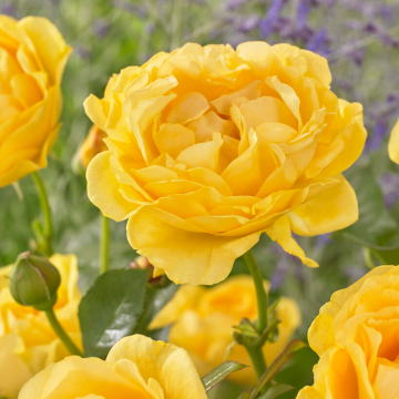 Rose 'Absoloutely Fabulous'