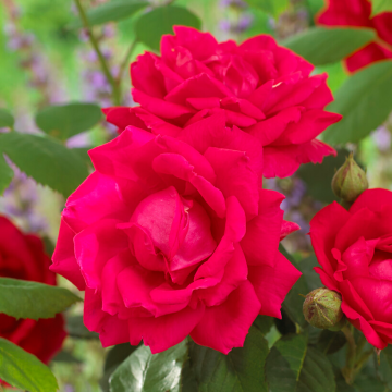 Rose 'Pauls Scarlet' - Climbing Rose