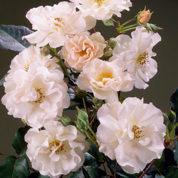 Rose 'Penelope Hobhouse' - Hybrid Musk Rose