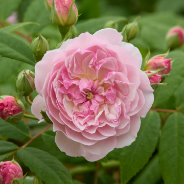 Rose 'Siluetta Romantic' - Rambling Rose