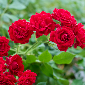 Rose 'Siluetta Crimson' - Rambling Rose