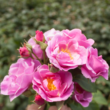 Rose 'Lucky' - Floribunda Rose
