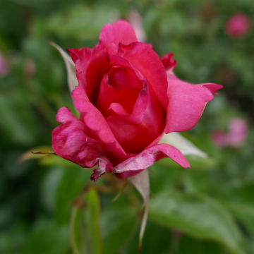 Rose 'La Rose de Molinard' - Shrub Rose