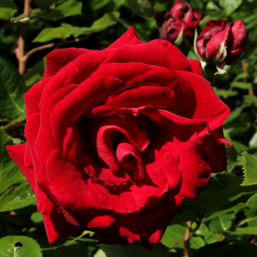Rose 'Ingrid Bergman' - Hybrid Tea Rose