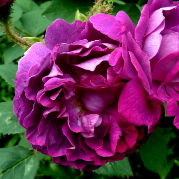 Rose 'William Lobb' - Shrub Rose