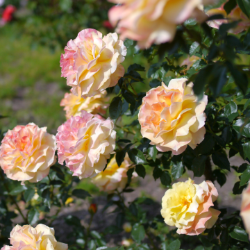 Rose 'Heart of Gold' - Hybrid Tea Rose