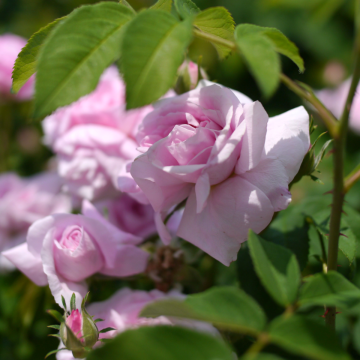 Rose 'Ispahan' - Damask Rose