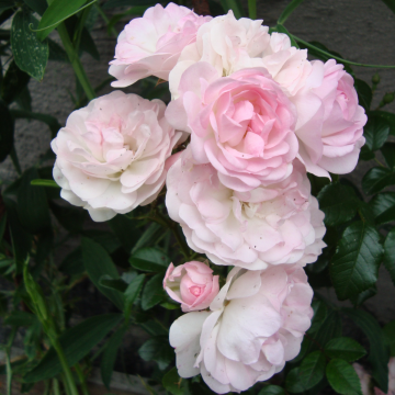 Rose 'Maid of Kent' - Climbing Rose