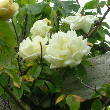 Rose 'Gardenia' - Rambling Rose
