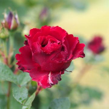 Rose 'Hommage a Barbara' - Hybrid Tea Rose