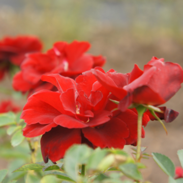 Rose 'Ruby Celebrations' - Floribunda Rose