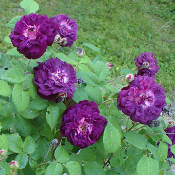 Rose ‘Cardinal de Richelieu’ - Gallica Rose