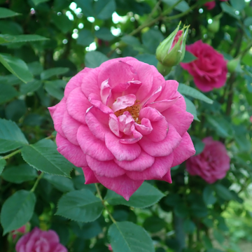Rose 'Gloriana' - Climbing Rose