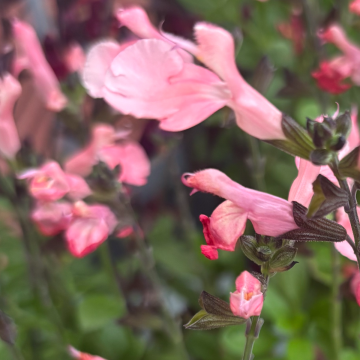 Salvia x jamensis 'Magical Amoer'