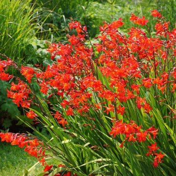 Crocosmia Red King