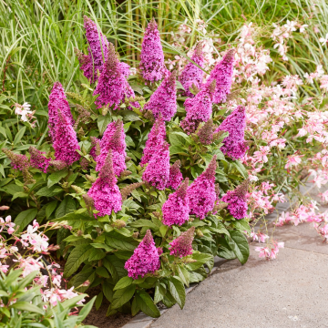 Buddleja Butterfly Candy Little Cerise
