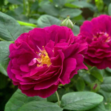 Rose 'Gypsy Boy' - Shrub Rose