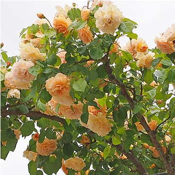 Rose 'Buff Beauty' - Shrub Rose