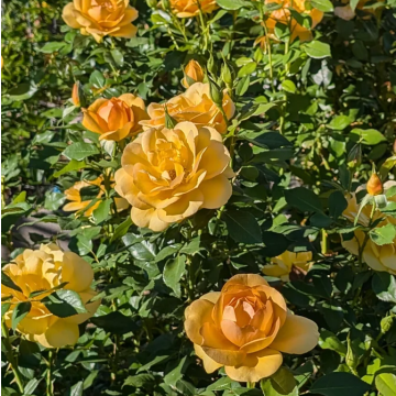 Rose 'Golden Beauty' - Floribunda Rose