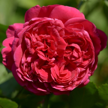 Rose 'Republique de Mantamante' - Floribunda Rose