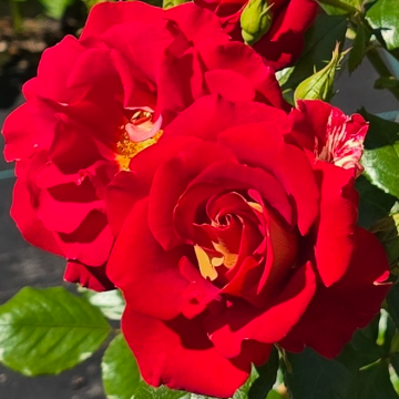Rose 'Snazee' - Floribunda Rose