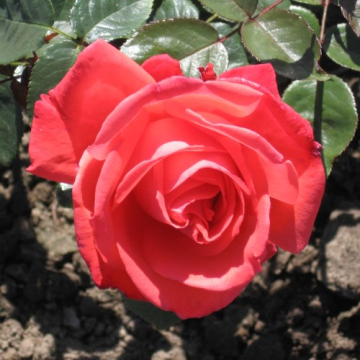 Rose 'Superstar' - Hybrid Tea Rose