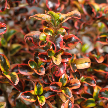 Coprosma 'Inferno' - Looking Glass Plant