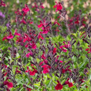 Salvia x jamensis 'Magical Zambezi'