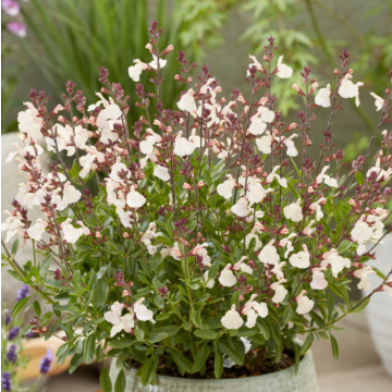 Salvia x jamensis 'Magical Congo'