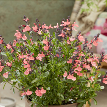 Salvia x jamensis 'Magical Amoer'