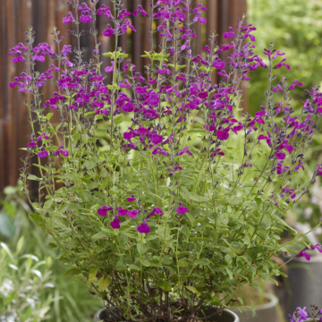 Salvia x jamensis 'Magical Tigris'