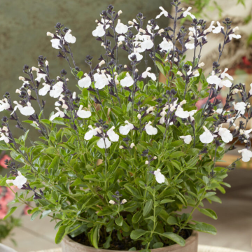 Salvia x jamensis 'Magical Donau'