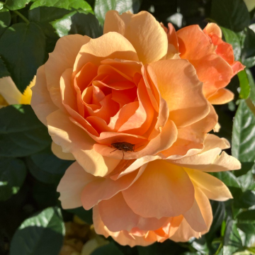 Rosa Orange - Shrub Rose