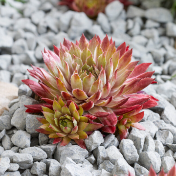 Sempervivum SAXON - Houseleek