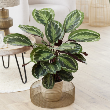 Calathea Medallion  - Prayer Plant