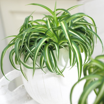 Curly Spider Plant - Chlorophytum Bonnie