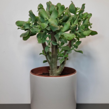 Crassula Ovata Undulata - Curly Jade Plant