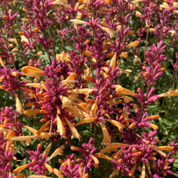 Agastache Peachie Keen -  Giant Hyssop - In Bud and Bloom