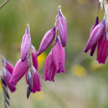 Dierama pulcherrimum - Wind Nymph Cameo - Angels Fishing Rod