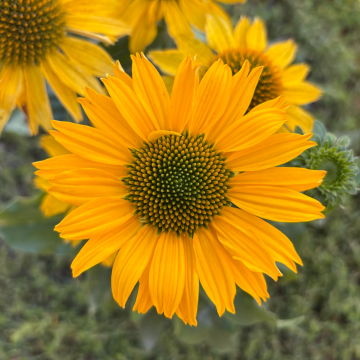 Echinacea purpurea Meditation Lime - Cone Flower Plants - In Bud & Bloom
