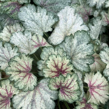 Heuchera 'Snowy Panky'