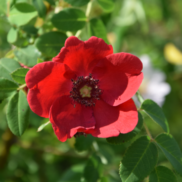 Rose 'Geranium' - Moyesii Rose