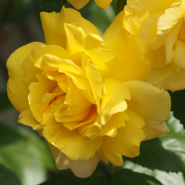 Rose 'Chinatown' - Shrub Rose