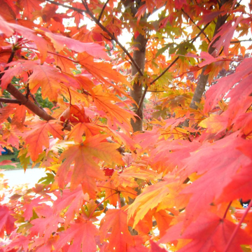 Acer rubrum 'October Glory' - Red Maple