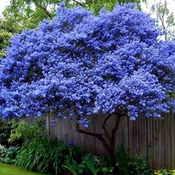 Ceanothus arboretus 'Trewithen Blue' - Californian Lilac Tree