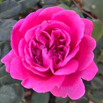 Rose Dark Pink - Shrub Rose Rose Dark Pink - Shrub Rose